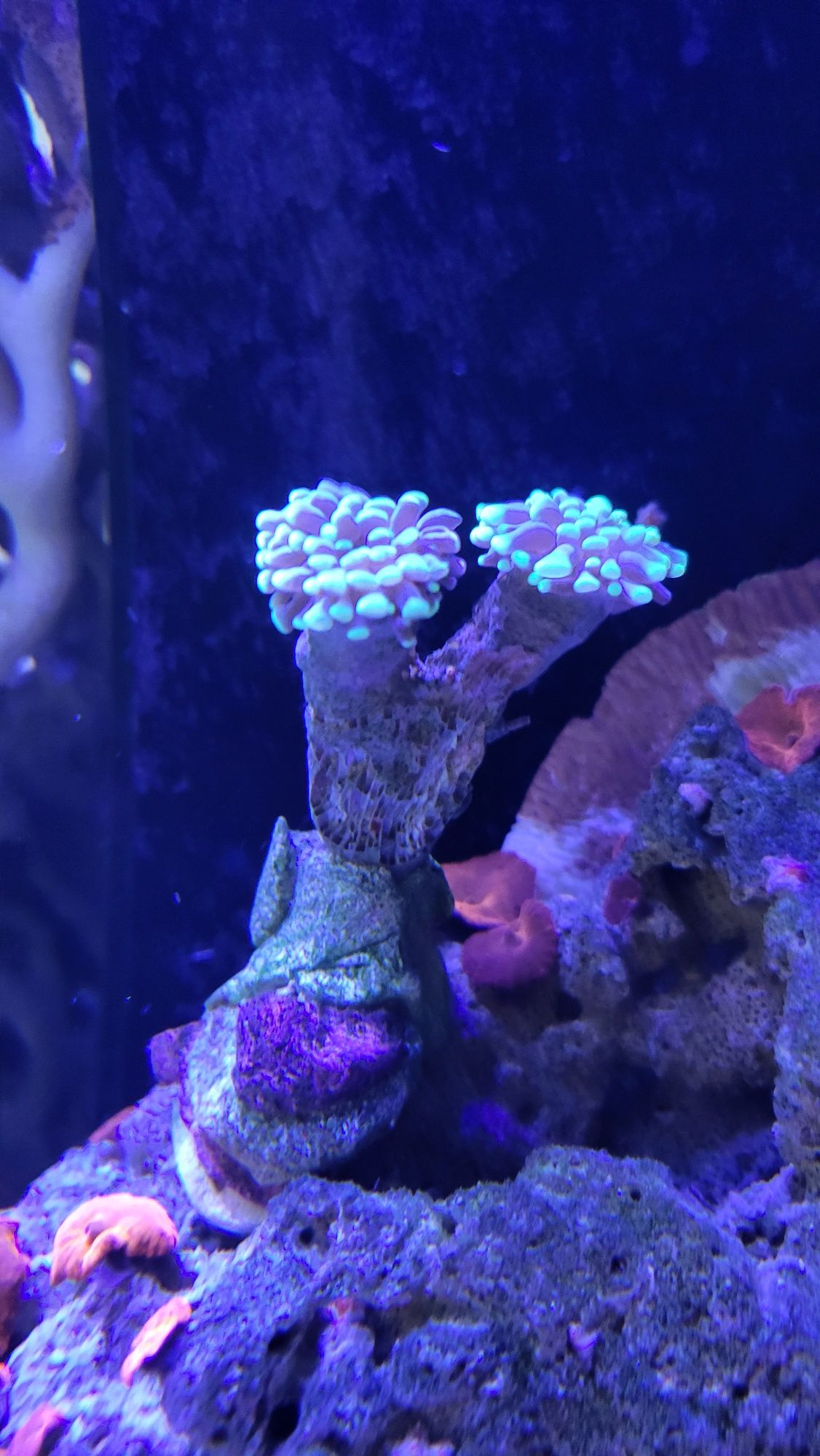 Euphylia koralowiec LPS