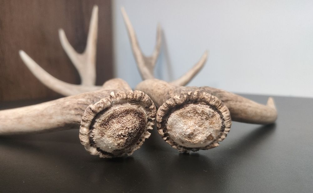 Para zrzutów jelenia SIKA poroże parostki myłkus