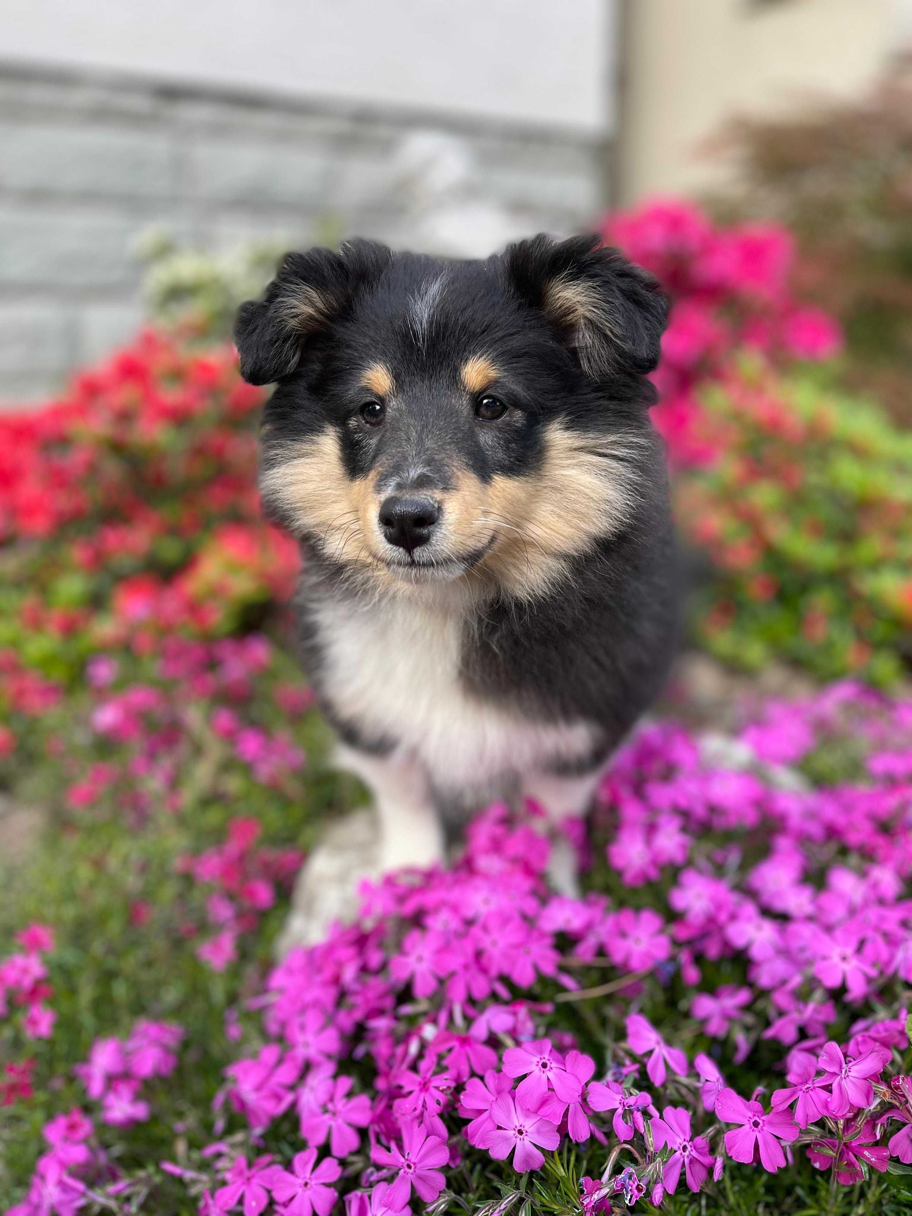 Owczarek szetlandzki, sheltie, shetland sheepdog