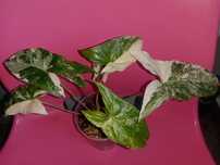 Syngonium Emerald gem variegata