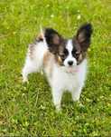 Spaniel kontynentalny miniaturowy Papillon