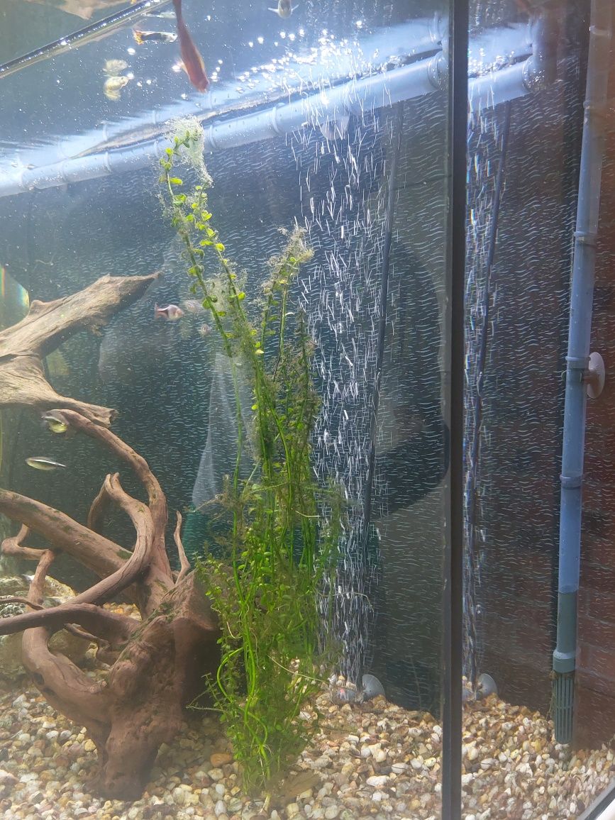 akwarium 250L z szawką