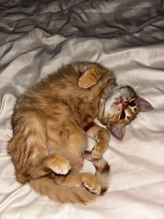 Віддам в добрі руки котика