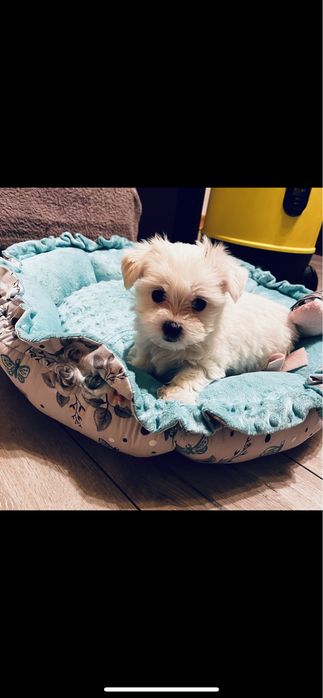 Maltańczyk miniaturka