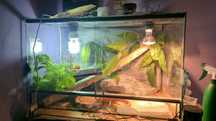 Terrarium dla jaszczurki, żółwia lub pająka