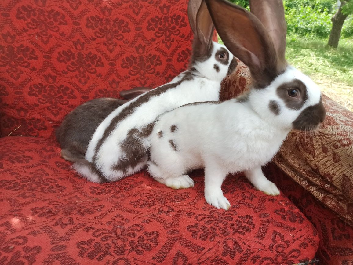 Кролі кролики,німецький строкатий велетень (строкач)