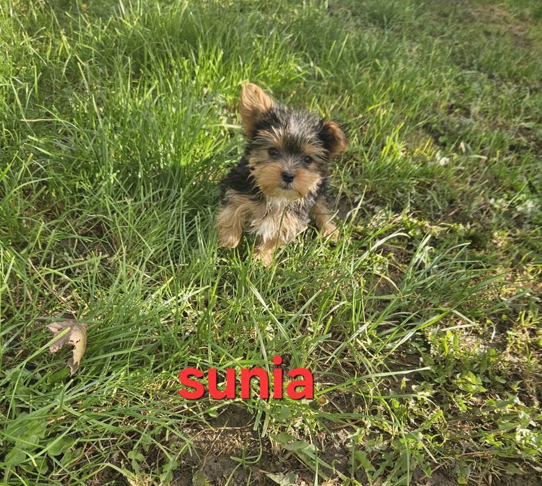 Sunia york do odbioru z Rodowodem