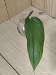 Monstera obliqua Columbiana form