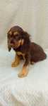 Cocker spaniel  piesek