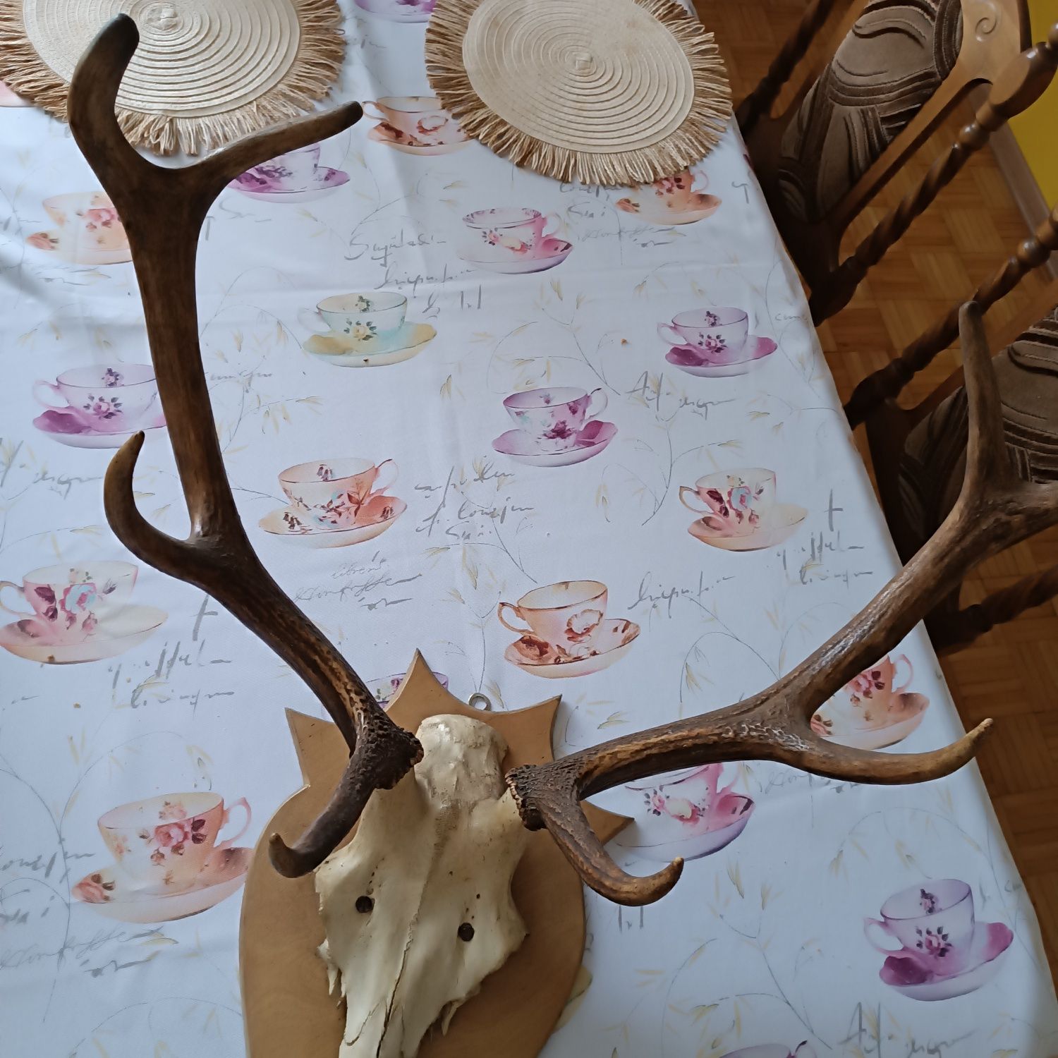 Poroże jelenia, rogi duże