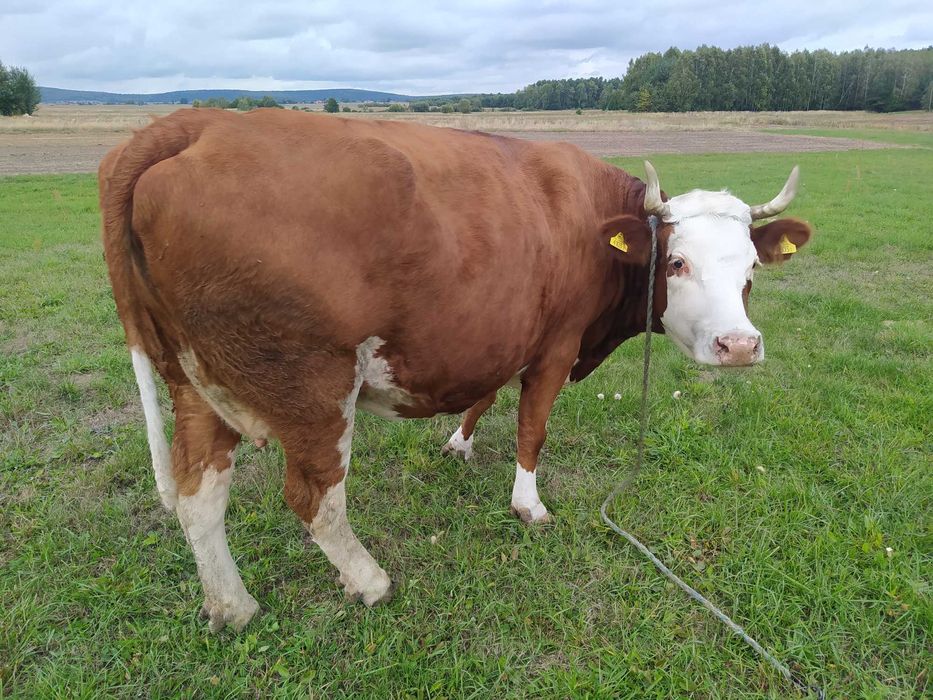 krowa simental mleczny na ocieleniu