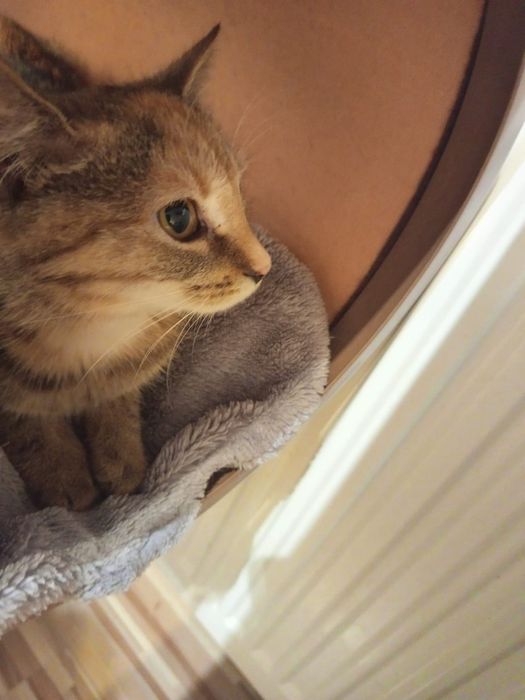 3-4 miesięczna kotka szuka domu niewychodzącego