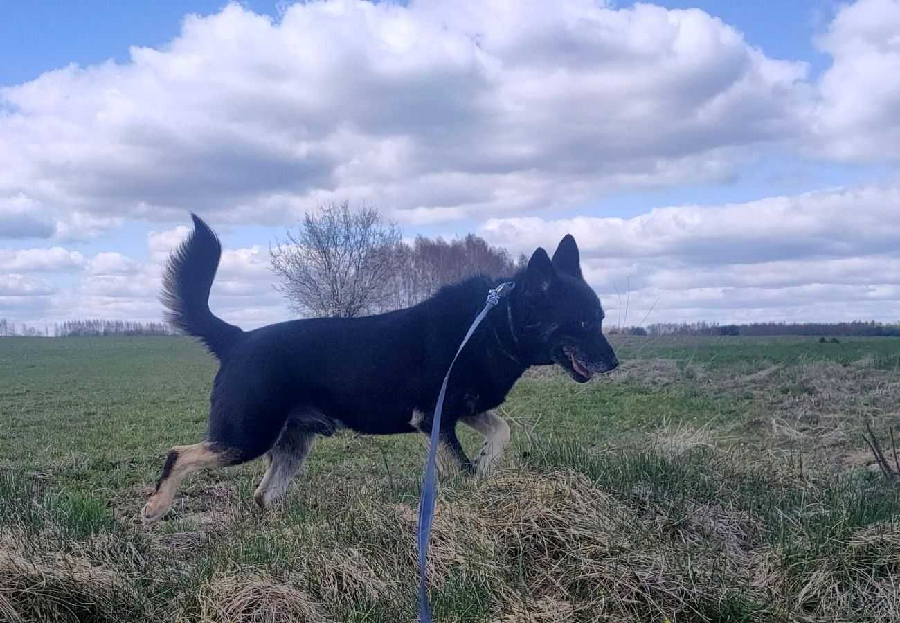 Stefan - kapitalny pies po złamaniu łap w typie husky do adopcji