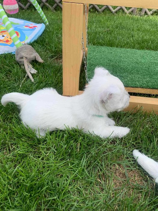 West Terrier ZKwP piesek po Championie
