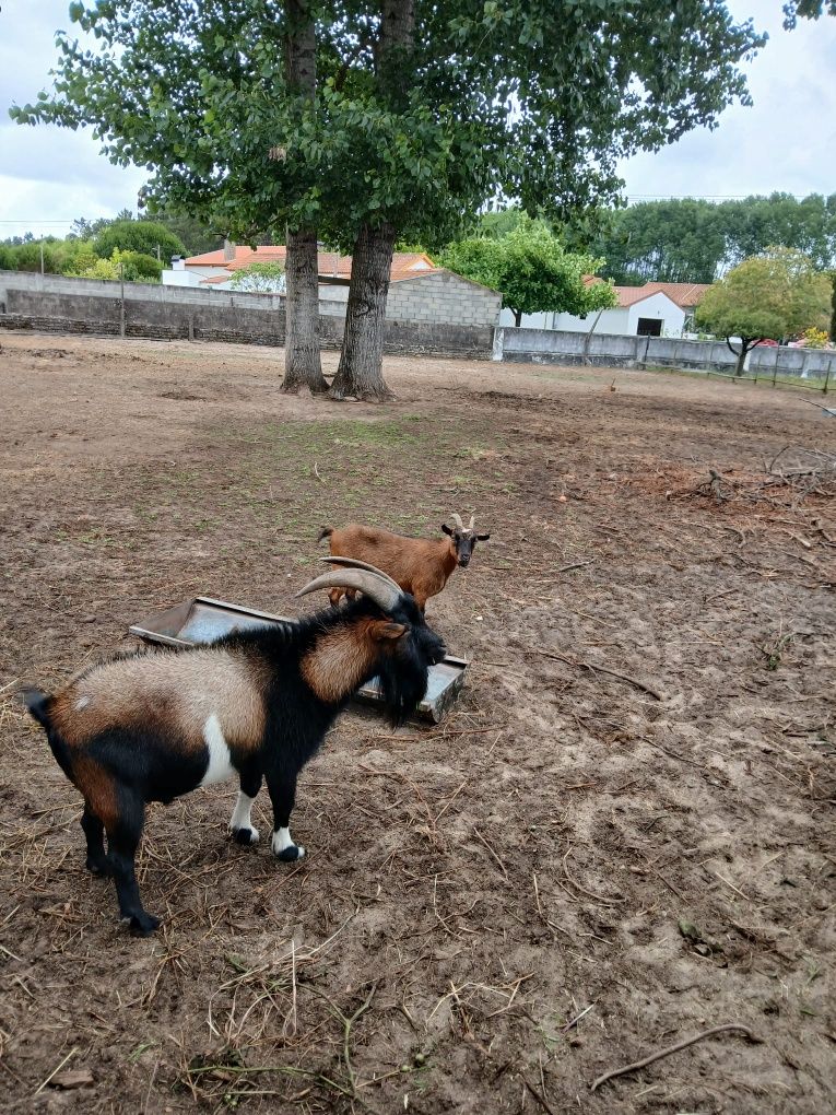 Cabras anãs para relvar tudo