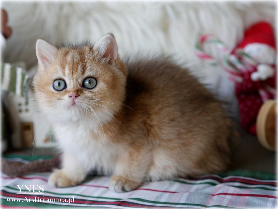 Ynes złota kotka brytyjska BRI ny 11 po Championce słodka jak laleczka