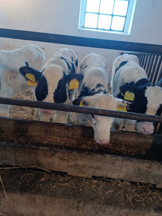 Byczek cielak żarłak