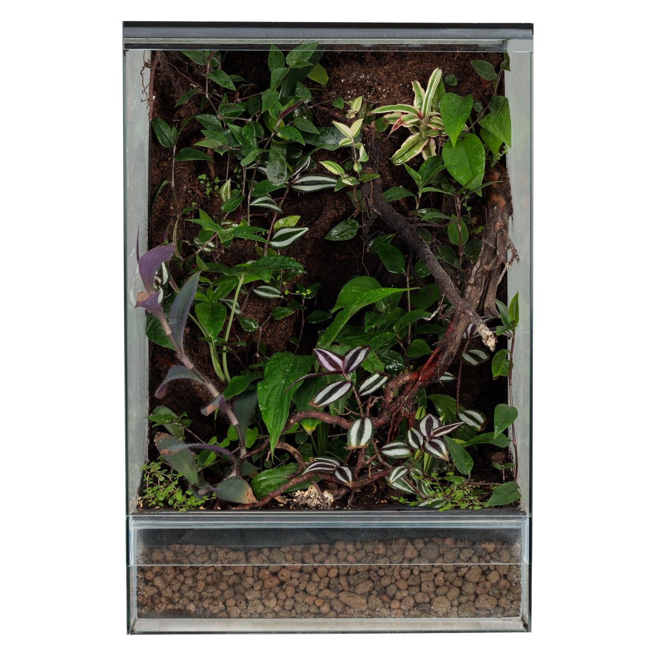 Paludarium vivarium terrarium gekon