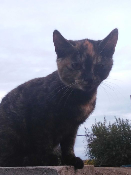 3-х місячна кішка