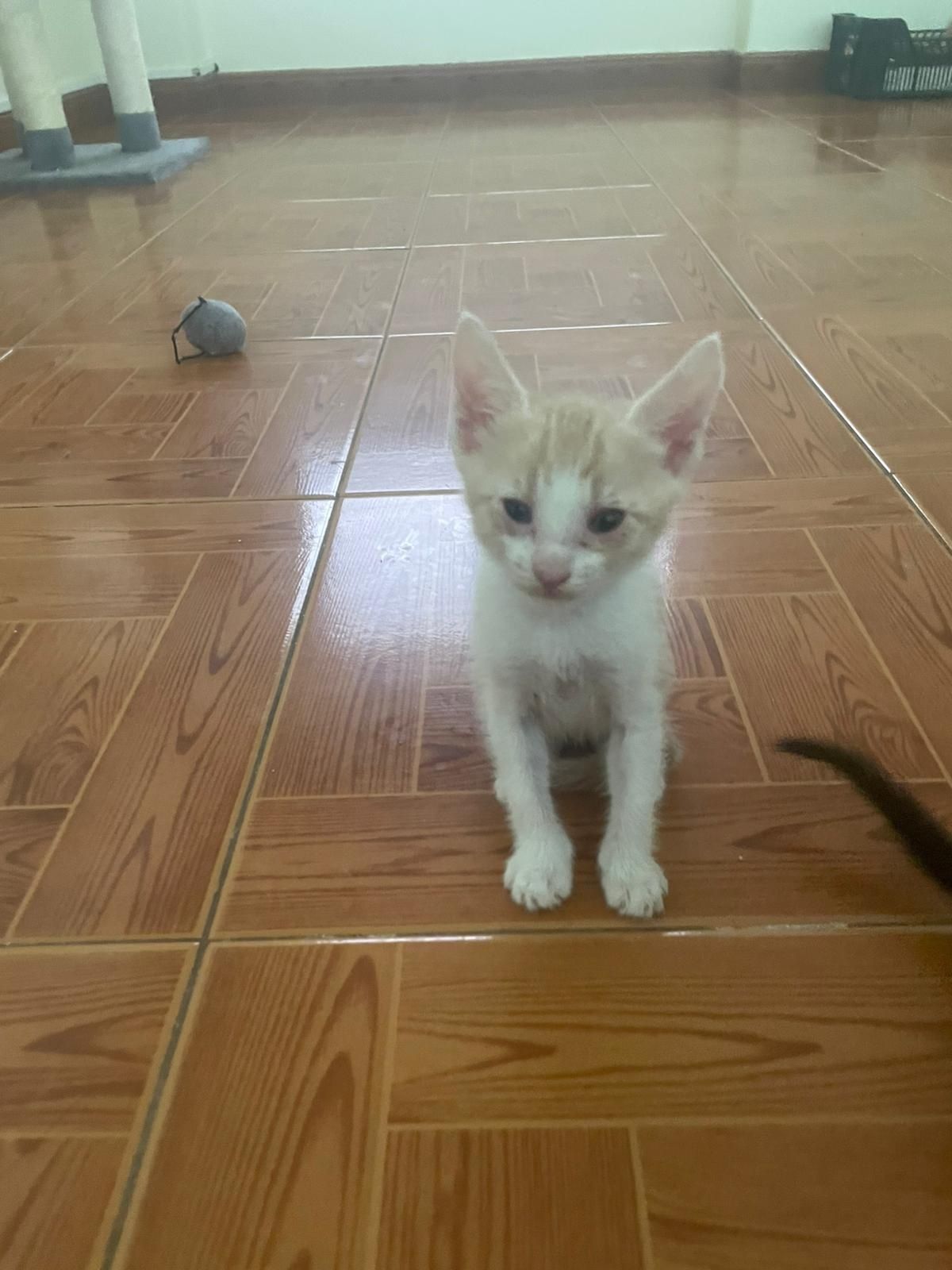 Adoção - Gatinhos