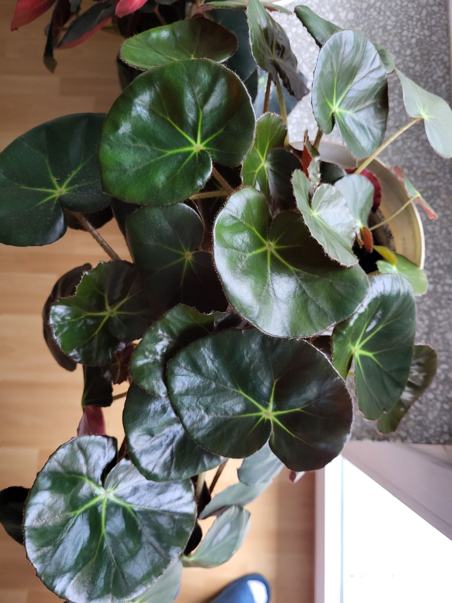 Begonia hydrocotylifolia ,,czerwonolistna