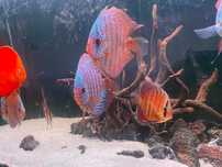DISCUS Várias espécies