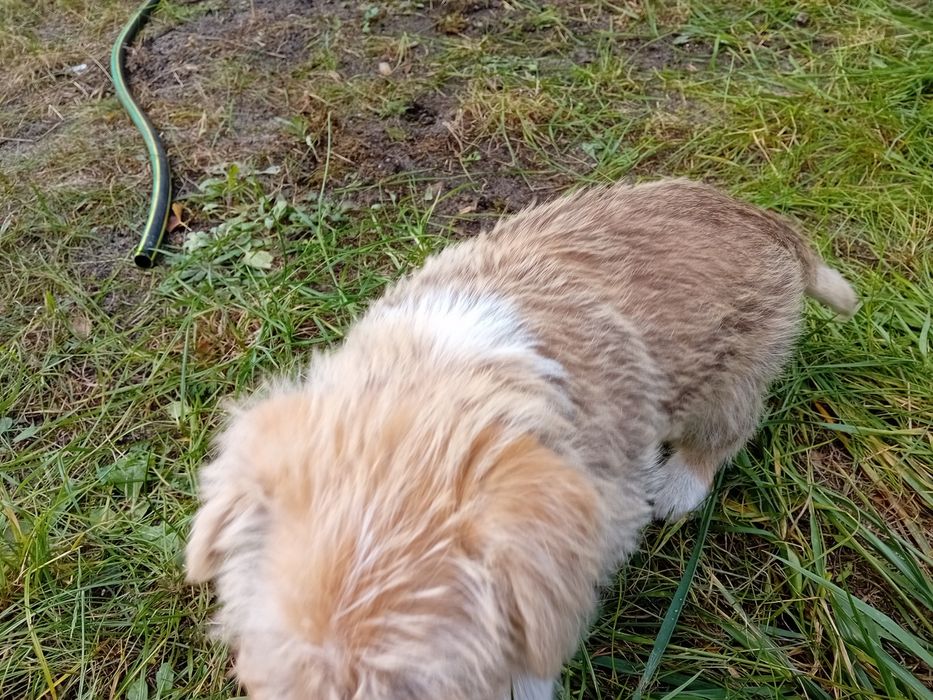 Oddam pieska w dobre ręce