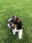 Yorkshire Terrier Biewer
