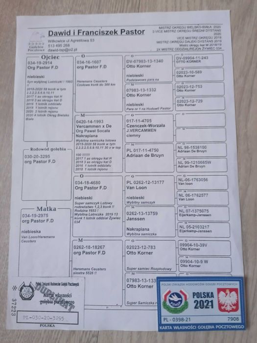 Golebie rozplodowe