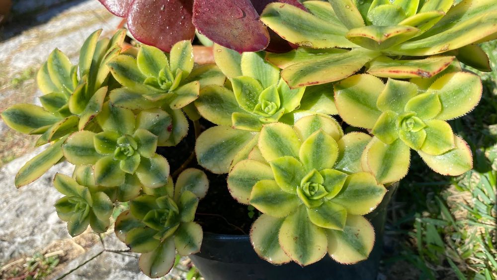 Suculentas aeonium vaso