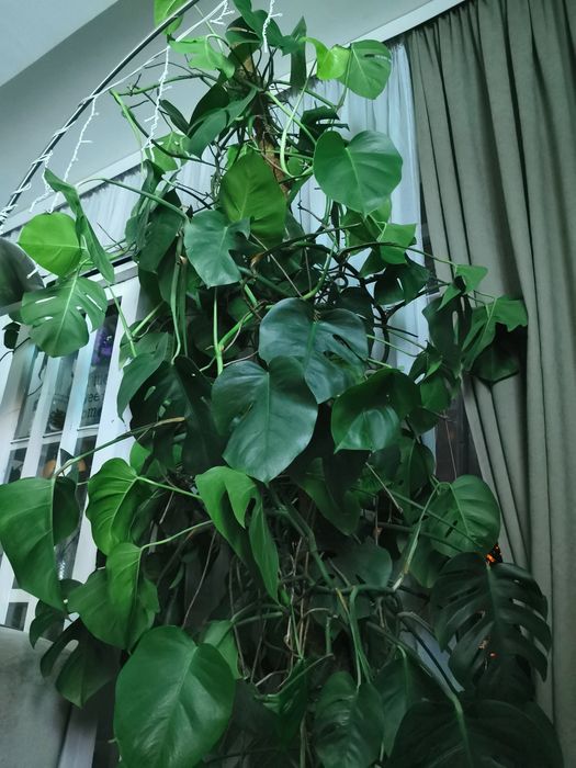 MONSTERA 10 letnia =2m! Duży kwiat pokojowy