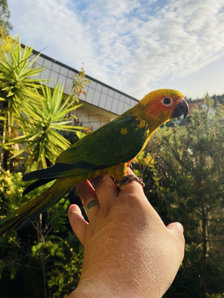 Aratinga do Sol domesticado