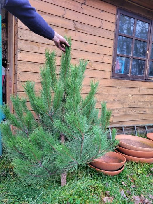 Ёлка Ялинка Сосна Кримська новый год