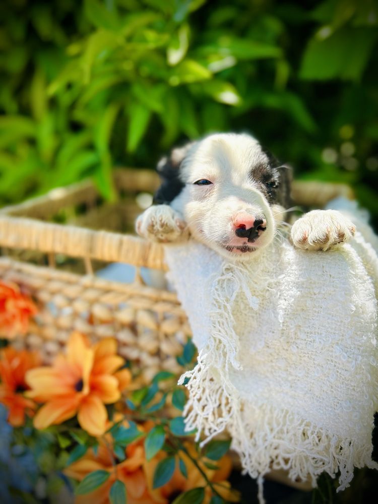 Menino border collie preto e branco