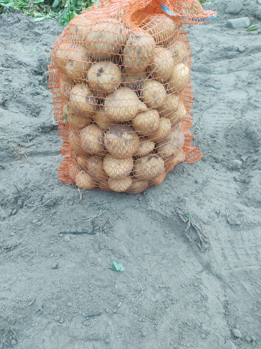 Ziemniaki odmiana Vineta