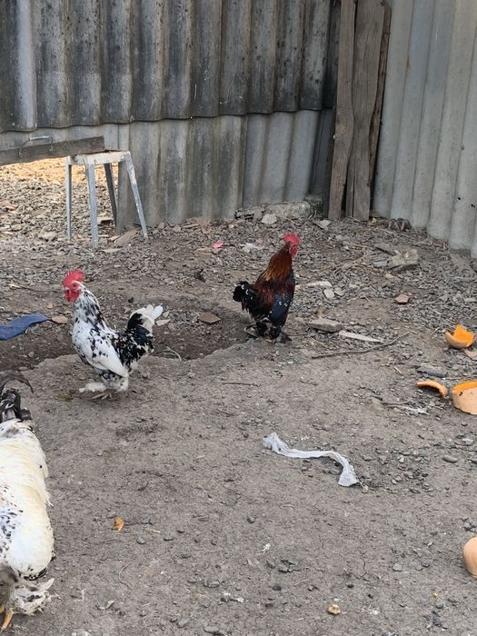 Півні ліліпута продам