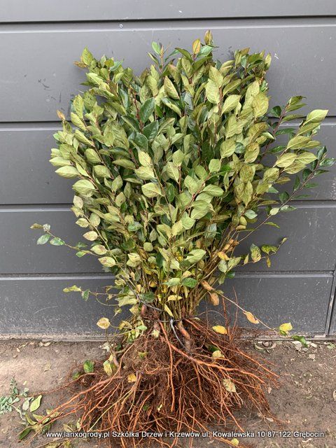 IRGA błyszcząca LUCIDA żywopłot sadzonki