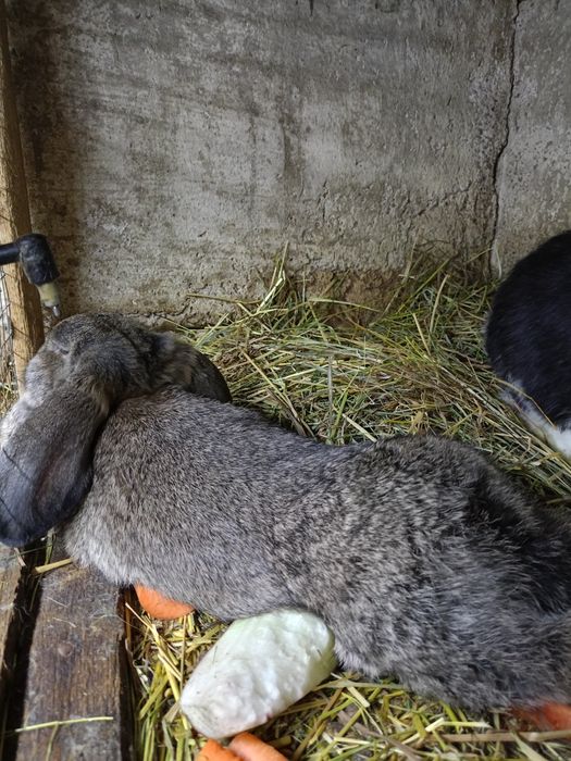 Sprzedam barany francuskie