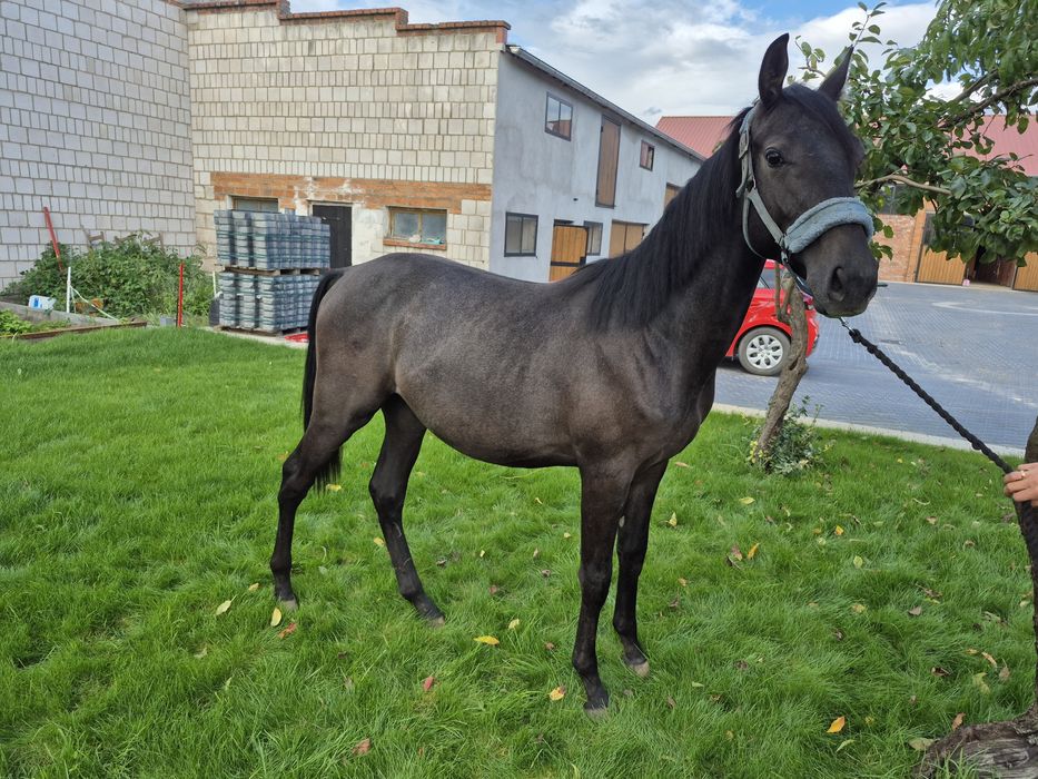 1,5 roczny ogierek