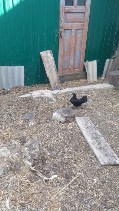 Куры петухи карликовые декоративные бентамки