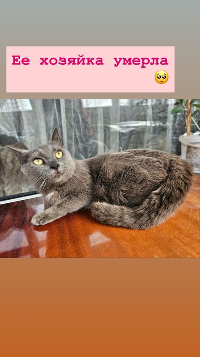 Кошечка А-ля британского окраса бесплатно