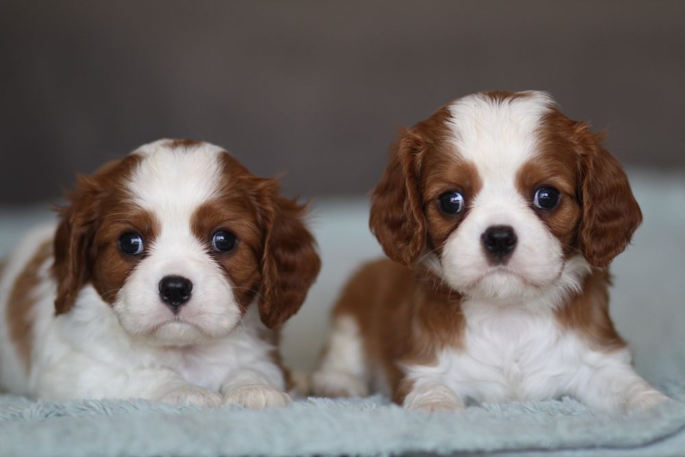 ***Cavalier King Charles Spaniel**