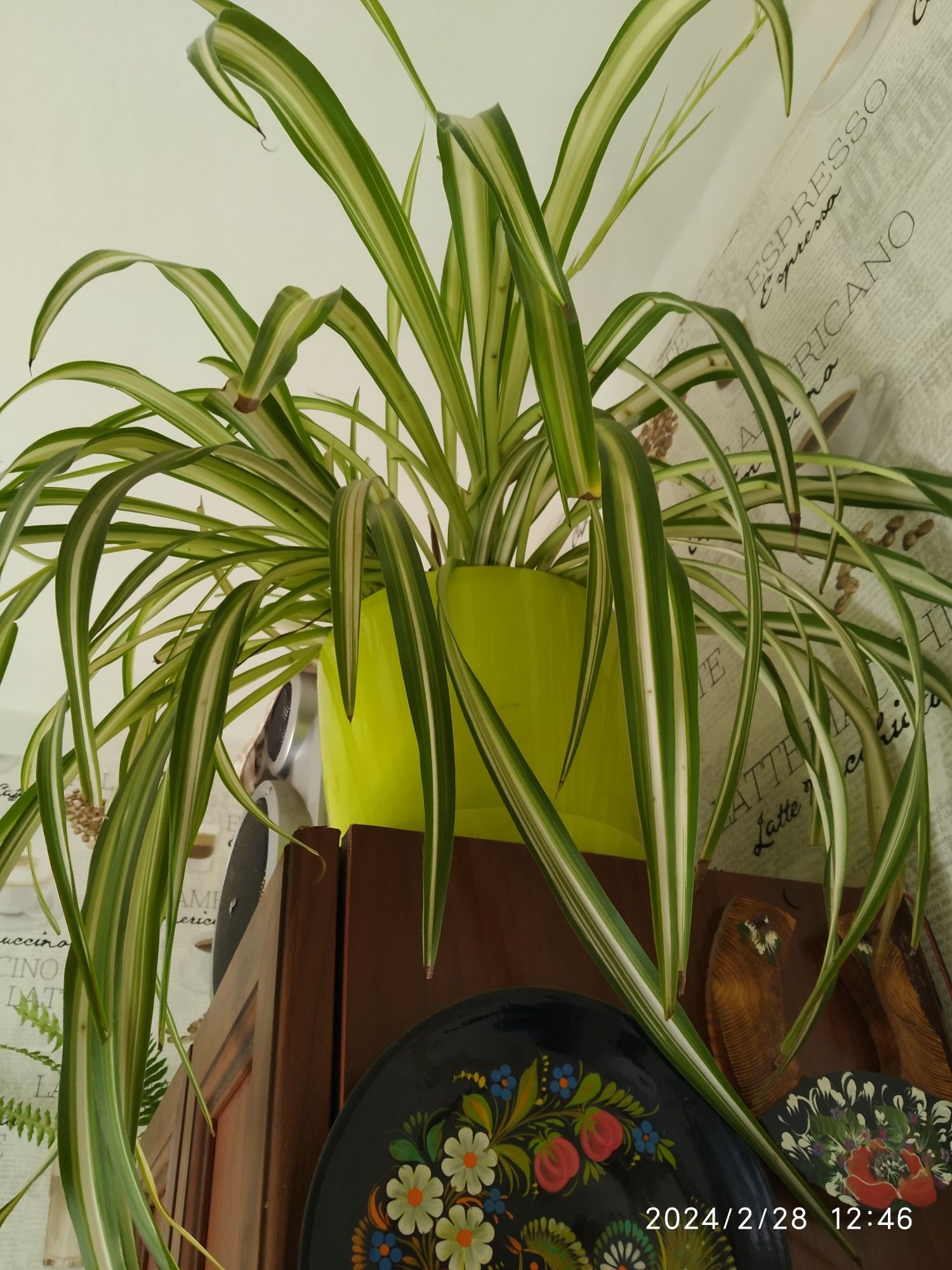 растения для офисов - Великолепные и модные