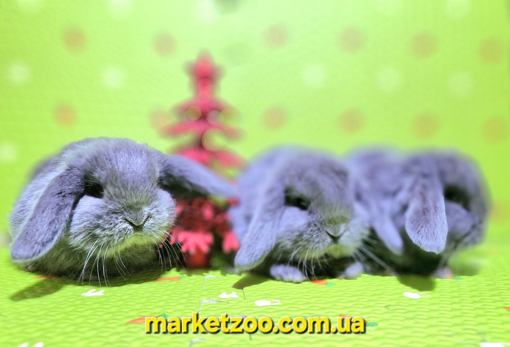 Ексклюзивна пропозиція для справжніх цінителів краси та ніжності!