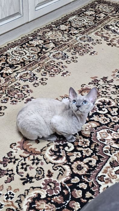 Кішка Девон Рекс в надійні руки