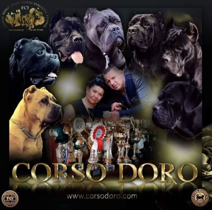Cane Corso Profesjonalna Hodowla Corso Doro ZKWP/FCI