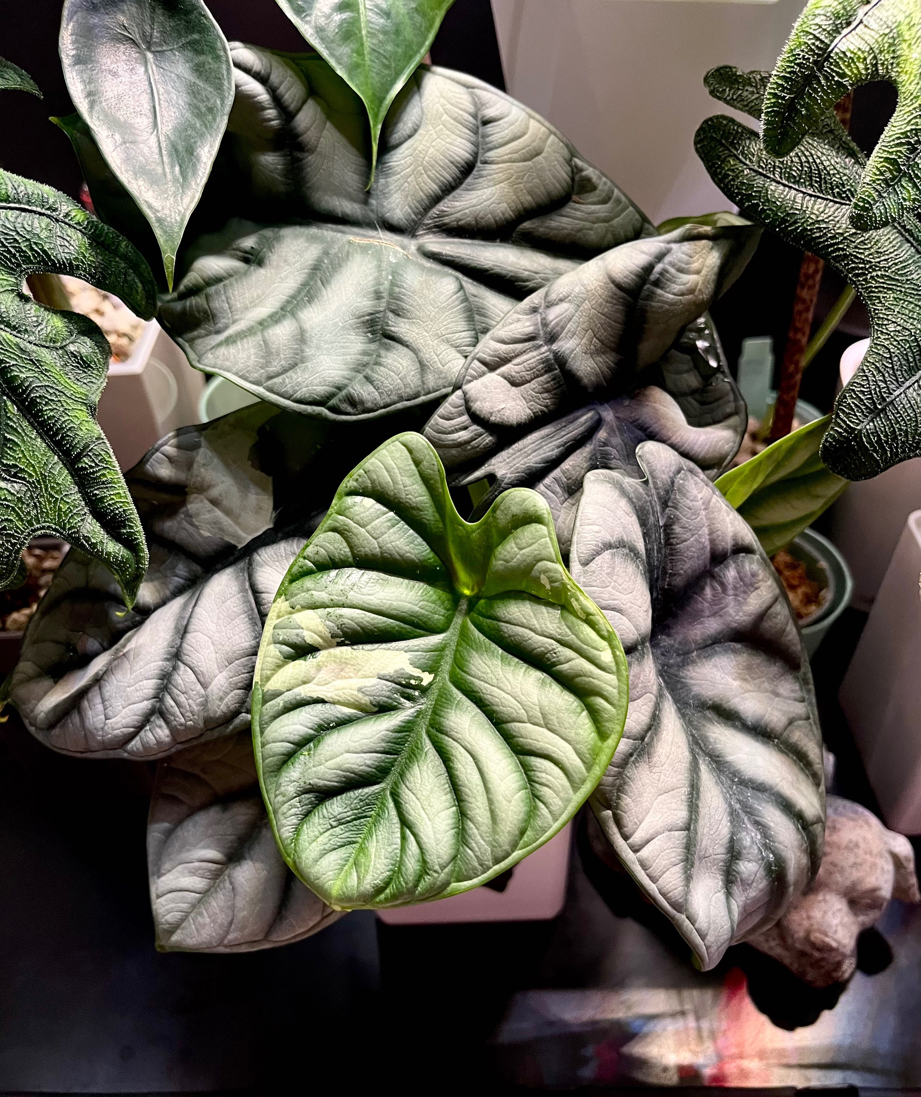 Alokazja Silver Dragon variegata hydroponika sadzonka Alocasia var