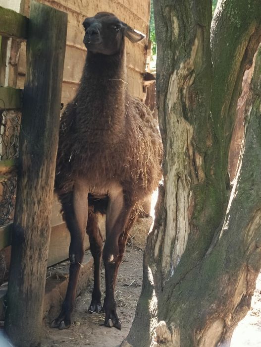 BIESZCZADY luksusowe caloroczne nowe domki mini ZOO&BASEN&Strefa SPA