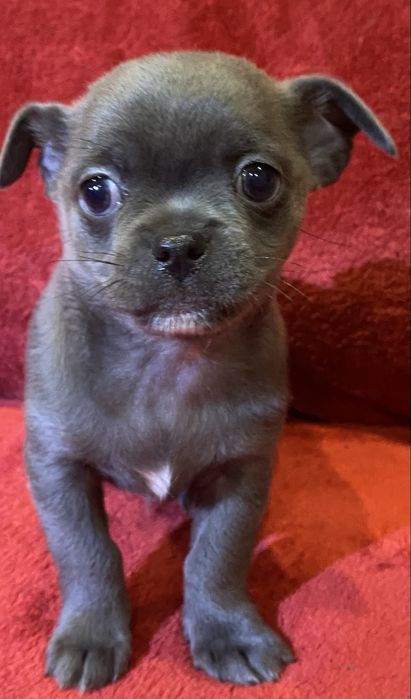 Цуценята чихуахуа