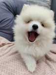 Szpic miniaturowy pomeranian boo